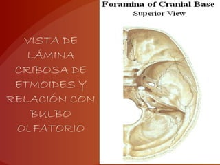 VISTA DE
LÁMINA
CRIBOSA DE
ETMOIDES Y
RELACIÓN CON
BULBO
OLFATORIO
 