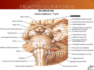 TRACTO OLFATORIO
 