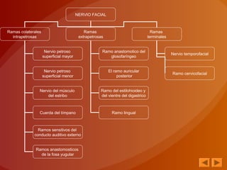 NERVIO FACIAL
Ramas colaterales
intrapetrosas
Ramas
extrapetrosas
Ramas
terminales
Nervio petroso
superficial mayor
Nervio petroso
superficial menor
Nervio del músculo
del estribo
Cuerda del tímpano
Ramos sensitivos del
conducto auditivo externo
Ramos anastomosticos
de la fosa yugular
Ramo anastomotico del
glosofaríngeo
El ramo auricular
posterior
Ramo del estilohioideo y
del vientre del digastrico
Ramo lingual
Nervio temporofacial
Ramo cervicofacial
 