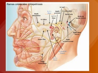 Ramas colaterales intrapetrosas
 