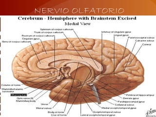 NERVIO OLFATORIO
 