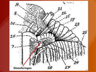 Glosofaríngeo
 