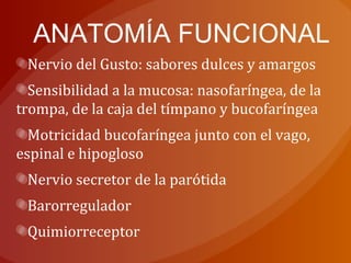 ANATOMÍA FUNCIONAL
Nervio del Gusto: sabores dulces y amargos
Sensibilidad a la mucosa: nasofaríngea, de la
trompa, de la caja del tímpano y bucofaríngea
Motricidad bucofaríngea junto con el vago,
espinal e hipogloso
Nervio secretor de la parótida
Barorregulador
Quimiorreceptor
 