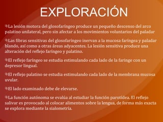 EXPLORACIÓN
La lesión motora del glosofaríngeo produce un pequeño descenso del arco
palatino unilateral, pero sin afectar a los movimientos voluntarios del paladar
Las fibras sensitivas del glosofaríngeo inervan a la mucosa faríngea y paladar
blando, así como a otras áreas adyacentes. La lesión sensitiva produce una
alteración del reflejo faríngeo y palatino.
El reflejo faríngeo se estudia estimulando cada lado de la faringe con un
depresor lingual.
El reflejo palatino se estudia estimulando cada lado de la membrana mucosa
uvular.
El lado examinado debe de elevarse.
La función autónoma se evalúa al estudiar la función parotídea. El reflejo
salivar es provocado al colocar alimentos sobre la lengua, de forma más exacta
se explora mediante la sialometría.
 