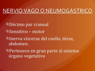 NERVIO VAGO O NEUMOGÁSTRICO
Décimo par craneal
Sensitivo – motor
Inerva vísceras del cuello, tórax,
abdomen.
Pertenece en gran parte al sistema
órgano vegetativo
 