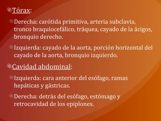Tórax:
Derecha: carótida primitiva, arteria subclavia,
tronco braquiocefálico, tráquea, cayado de la ácigos,
bronquio derecho.
Izquierda: cayado de la aorta, porción horizontal del
cayado de la aorta, bronquio izquierdo.
Cavidad abdominal:
Izquierda: cara anterior del esófago, ramas
hepáticas y gástricas.
Derecha: detrás del esófago, estómago y
retrocavidad de los epiplones.
 