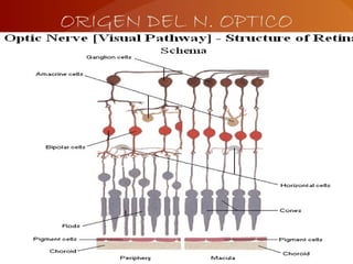 ORIGEN DEL N. OPTICO
 