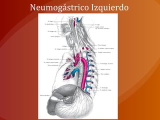 Neumogástrico Izquierdo
 