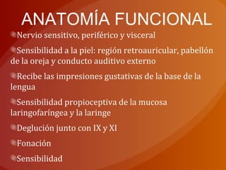 ANATOMÍA FUNCIONAL
Nervio sensitivo, periférico y visceral
Sensibilidad a la piel: región retroauricular, pabellón
de la oreja y conducto auditivo externo
Recibe las impresiones gustativas de la base de la
lengua
Sensibilidad propioceptiva de la mucosa
laringofaríngea y la laringe
Deglución junto con IX y XI
Fonación
Sensibilidad
 