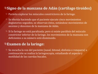 Signo de la manzana de Adán (cartílago tiroides)
Permite explorar los músculos constrictores de la faringe.
Se efectúa haciendo que el paciente ejecute cinco movimientos
deglutorios seguidos, se observan éstos, notándose movimientos de
ascenso y descenso de la manzana de Adán.
Si la faringe no está paralizada; pero si existe parálisis del músculo
constrictor inferior de la faringe, los movimientos de la manzana son
deficientes o su número está disminuido.
Examen de la laringe:
Se escucha la voz del paciente (nasal, bitonal, disfonia o ronquera) a
continuación se realiza la laringoscopia, estudiando el aspecto y
motilidad de las cuerdas bucales.
 
