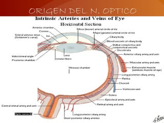 ORIGEN DEL N. OPTICO
 