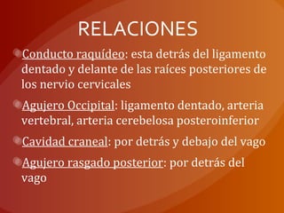 RELACIONES
Conducto raquídeo: esta detrás del ligamento
dentado y delante de las raíces posteriores de
los nervio cervicales
Agujero Occipital: ligamento dentado, arteria
vertebral, arteria cerebelosa posteroinferior
Cavidad craneal: por detrás y debajo del vago
Agujero rasgado posterior: por detrás del
vago
 