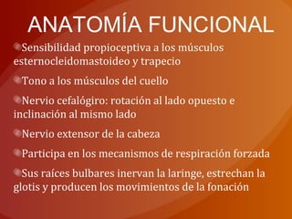 ANATOMÍA FUNCIONAL
Sensibilidad propioceptiva a los músculos
esternocleidomastoideo y trapecio
Tono a los músculos del cuello
Nervio cefalógiro: rotación al lado opuesto e
inclinación al mismo lado
Nervio extensor de la cabeza
Participa en los mecanismos de respiración forzada
Sus raíces bulbares inervan la laringe, estrechan la
glotis y producen los movimientos de la fonación
 