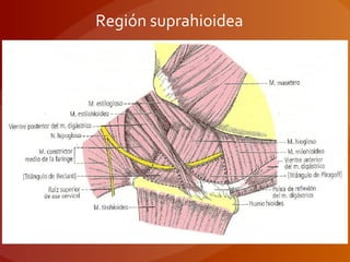 Región suprahioidea
 