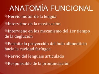 ANATOMÍA FUNCIONAL
Nervio motor de la lengua
Interviene en la masticación
Interviene en los mecanismo del 1er tiempo
de la deglución
Permite la proyección del bolo alimenticio
hacia la cavidad faríngea
Nervio del lenguaje articulado
Responsable de la pronunciación
 
