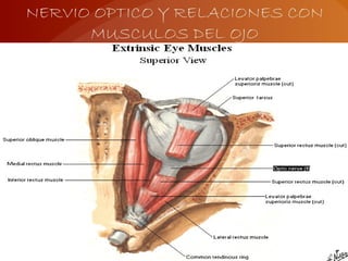 NERVIO OPTICO Y RELACIONES CON
MUSCULOS DEL OJO
 