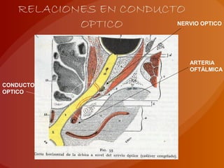 RELACIONES EN CONDUCTO
OPTICO
ARTERIA
OFTÁLMICA
NERVIO OPTICO
CONDUCTO
OPTICO
 