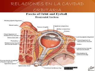 RELACIONES EN LA CAVIDAD
ORBITARIA
 