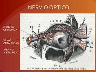 NERVIO OPTICO
ARTERIA
OFTÁLMICA
VENAS
OFTÁLMICAS
NERVIO
OFTÁLMICO
 