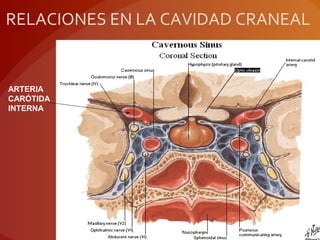 RELACIONES EN LA CAVIDAD CRANEAL
ARTERIA
CARÓTIDA
INTERNA
 