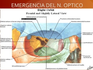 EMERGENCIA DEL N. OPTICO
 