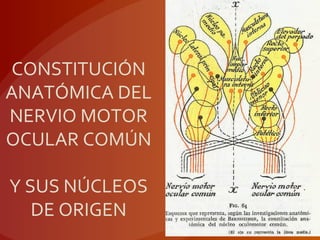 CONSTITUCIÓN
ANATÓMICA DEL
NERVIO MOTOR
OCULAR COMÚN
Y SUS NÚCLEOS
DE ORIGEN
 