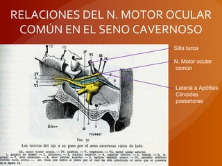 RELACIONES DEL N. MOTOR OCULAR
COMÚN EN EL SENO CAVERNOSO
Lateral a Apófisis
Clinoides
posteriores
Silla turca
N. Motor ocular
común
 