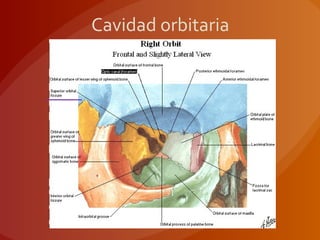 Cavidad orbitaria
 