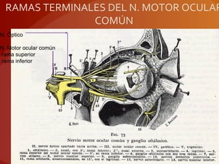 RAMAS TERMINALES DEL N. MOTOR OCULAR
COMÚN
N. Óptico
N. Motor ocular común
rama superior
rama inferior
 