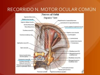 RECORRIDO N. MOTOR OCULAR COMÚN
 