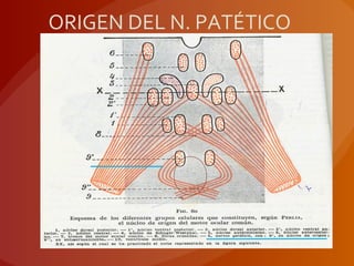 ORIGEN DEL N. PATÉTICO
 