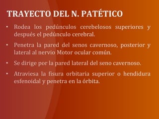 TRAYECTO DEL N. PATÉTICO
 