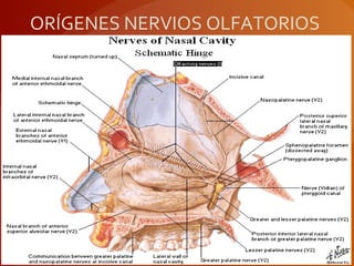 ORÍGENES NERVIOS OLFATORIOS
 