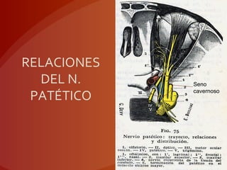 RELACIONES
DEL N.
PATÉTICO
Seno
cavernoso
 