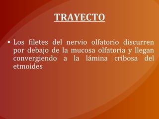 • Los filetes del nervio olfatorio discurren
por debajo de la mucosa olfatoria y llegan
convergiendo a la lámina cribosa del
etmoides
TRAYECTO
 