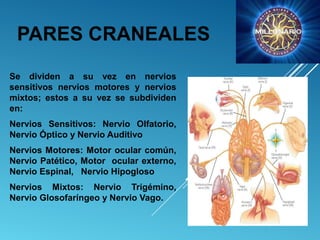 PARES CRANEALES
Se dividen a su vez en nervios
sensitivos nervios motores y nervios
mixtos; estos a su vez se subdividen
en:
Nervios Sensitivos: Nervio Olfatorio,
Nervio Óptico y Nervio Auditivo
Nervios Motores: Motor ocular común,
Nervio Patético, Motor ocular externo,
Nervio Espinal, Nervio Hipogloso
Nervios Mixtos: Nervio Trigémino,
Nervio Glosofaríngeo y Nervio Vago.
 