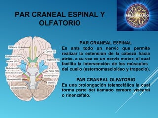 PAR CRANEAL ESPINAL Y
OLFATORIO
PAR CRANEAL ESPINAL
Es ante todo un nervio que permite
realizar la extensión de la cabeza hacia
atrás, a su vez es un nervio motor, el cual
facilita la intervención de los músculos
del cuello (esternomascloideo y trapecio).
PAR CRANEAL OLFATORIO
Es una prolongación telencefálica la cual
forma parte del llamado cerebro visceral
o rinencéfalo.
 