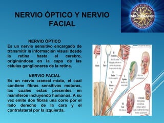 NERVIO ÓPTICO Y NERVIO
FACIAL
NERVIO ÓPTICO
Es un nervio sensitivo encargado de
transmitir la información visual desde
la retina hasta el cerebro,
originándose en la capa de las
células ganglionares de la retina.
NERVIO FACIAL
Es un nervio craneal mixto, el cual
contiene fibras sensitivas motoras,
las cuales estas presentes en
mamíferos incluyendo humanos. A su
vez emite dos fibras una corre por el
lado derecho de la cara y el
contralateral por la izquierda.
 