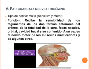 V. PAR CRANEAL: NERVIO TRIGÉMINO
 Tipo de nervio: Mixto (Sensitivo y motor)
 Función: Recibe la sensibilidad de los
tegumentos de los dos tercios anteriores del
cráneo, de la totalidad de la cara, fosas nasales,
orbital, cavidad bucal y su contenido. A su vez es
el nervio motor de los músculos masticadores y
de algunos otros.
 