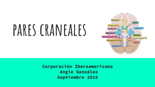 pares craneales
Corporación Iberoamericana
Angie González
Septiembre 2018
 