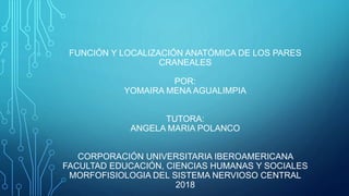 FUNCIÓN Y LOCALIZACIÓN ANATÓMICA DE LOS PARES
CRANEALES
POR:
YOMAIRA MENA AGUALIMPIA
TUTORA:
ANGELA MARIA POLANCO
CORPORACIÓN UNIVERSITARIA IBEROAMERICANA
FACULTAD EDUCACIÓN, CIENCIAS HUMANAS Y SOCIALES
MORFOFISIOLOGIA DEL SISTEMA NERVIOSO CENTRAL
2018
 