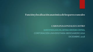 Funciónylocalizaciónanatómicadelosparescraneales
CAROLINAGONZALEZCASTRO
MORFOFISIOLOGÍADEL SISTEMANERVIOSOCENTRAL
CORPORACIÓN UNIVERSITARIA IBEROAMERICANA
DICIEMBRE 2018
 