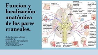Funcion y Localizacion Anatomica de los Pares craneales