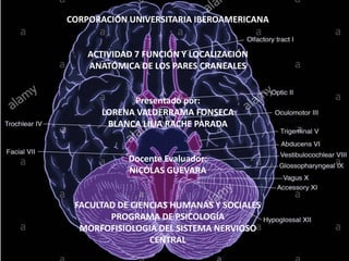 MORFOFISIOLOGIA
DEL SISTEMA
NERVIOSO
CENTRAL
PARES
CRANEALES
PRESENTADO POR
:
LORENA
VALDERRAMA
FONSECA
BLANCA LILIA
RACHE PARADA
CORPORAIÓN
UNIVERSITARIA
IBEROAMEROCANA
CORPORACIÓN UNIVERSITARIA IBEROAMERICANA
ACTIVIDAD 7 FUNCIÓN Y LOCALIZACIÓN
ANATÓMICA DE LOS PARES CRANEALES
Presentado por:
LORENA VALDERRAMA FONSECA
BLANCA LILIA RACHE PARADA
Docente Evaluador:
NICOLAS GUEVARA
FACULTAD DE CIENCIAS HUMANAS Y SOCIALES
PROGRAMA DE PSICOLOGÍA
MORFOFISIOLOGIA DEL SISTEMA NERVIOSO
CENTRAL
 