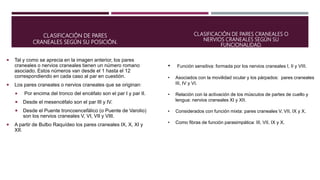 CLASIFICACIÓN DE PARES
CRANEALES SEGÚN SU POSICIÓN.
 Tal y como se aprecia en la imagen anterior, los pares
craneales o nervios craneales tienen un número romano
asociado. Estos números van desde el 1 hasta el 12
correspondiendo en cada caso al par en cuestión.
 Los pares craneales o nervios craneales que se originan:
 Por encima del tronco del encéfalo son el par I y par II.
 Desde el mesencéfalo son el par III y IV.
 Desde el Puente troncoencefálico (o Puente de Varolio)
son los nervios craneales V, VI, VII y VIII.
 A partir de Bulbo Raquídeo los pares craneales IX, X, XI y
XII.
• Función sensitiva: formada por los nervios craneales I, II y VIII.
• Asociados con la movilidad ocular y los párpados: pares craneales
III, IV y VI.
• Relación con la activación de los músculos de partes de cuello y
lengua: nervios craneales XI y XII.
• Considerados con función mixta: pares craneales V, VII, IX y X.
• Como fibras de función parasimpática: III, VII, IX y X.
CLASIFICACIÓN DE PARES CRANEALES O
NERVIOS CRANEALES SEGÚN SU
FUNCIONALIDAD.
 