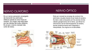 NERVIO OLFATORIO
Es un nervio sensorial, encargado
de transmitir los estímulos
olfativos desde la nariz hacia el
cerebro. Su origen real está dado
por las células del bulbo olfatorio.
Es el par o nervio craneal más
corto de todos.
NERVIO ÓPTICO
Este par craneal se encarga de conducir los
estímulos visuales desde el ojo hasta el cerebro.
Es decir, está compuesto por los axones de las
células ganglionares de la retina, que llevan la
información de los fotorreceptores al cerebro,
donde posteriormente será integrada e
interpretada. Se origina en el diencéfalo.
 