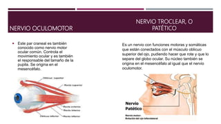 NERVIO OCULOMOTOR
 Este par craneal es también
conocido como nervio motor
ocular común. Controla el
movimiento ocular y es también
el responsable del tamaño de la
pupila. Se origina en el
mesencéfalo.
NERVIO TROCLEAR, O
PATÉTICO
Es un nervio con funciones motoras y somáticas
que están conectados con el músculo oblicuo
superior del ojo, pudiendo hacer que rote y que lo
separe del globo ocular. Su núcleo también se
origina en el mesencéfalo al igual que el nervio
oculomotor.
 