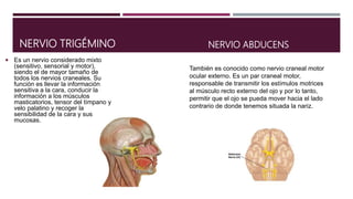NERVIO TRIGÉMINO
 Es un nervio considerado mixto
(sensitivo, sensorial y motor),
siendo el de mayor tamaño de
todos los nervios craneales. Su
función es llevar la información
sensitiva a la cara, conducir la
información a los músculos
masticatorios, tensor del tímpano y
velo palatino y recoger la
sensibilidad de la cara y sus
mucosas.
NERVIO ABDUCENS
También es conocido como nervio craneal motor
ocular externo. Es un par craneal motor,
responsable de transmitir los estímulos motrices
al músculo recto externo del ojo y por lo tanto,
permitir que el ojo se pueda mover hacia el lado
contrario de donde tenemos situada la nariz.
 