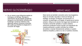 NERVIO GLOSOFARÍNGEO
 Es un nervio cuya influencia reside en
la lengua y la faringe. Recoge la
información de las papilas gustativas
(lengua) y la información sensitiva de
la faringe. Conduce órdenes a las
glándula salival y diversos músculos
del cuello que facilitan la deglución o
la acción de tragar.
NERVIO VAGO
NERVIO VAGO
Este nervio es también conocido como neumogástrico.
Nace en el bulbo raquídeo e inerva la faringe, el
esófago, la laringe, la tráquea, los bronquios, el
corazón, el estómago y el hígado. Al igual que el nervio
anterior, influye en la acción de tragar pero también en
mandar y transmitir señales a nuestro sistema
autónomo pudiendo incluso ayudar a la regulación de
nuestra activación y poder controlar los niveles
de estrés o mandar directamente señales a nuestro
sistema simpático y este a su vez a nuestras vísceras.
 