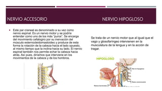 NERVIO ACCESORIO
 Este par craneal es denominado a su vez como
nervio espinal. Es un nervio motor y se podría
entender como uno de los más “puros”. Se encarga
del movimiento cefalogiro por su inervación del
músculo esternocleidomastoideo y produce de esta
forma la rotación de la cabeza hacia el lado opuesto,
al mismo tiempo que la inclina hacia su lado. El nervio
espinal también nos permite echar la cabeza hacia
atrás. Así pues, diríamos que interviene en los
movimientos de la cabeza y de los hombros.
NERVIO HIPOGLOSO
Se trata de un nervio motor que al igual que el
vago y glosofaríngeo intervienen en la
musculatura de la lengua y en la acción de
tragar.
 